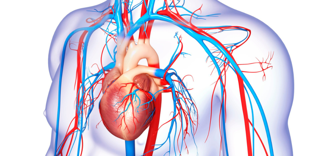 Cardiovascular