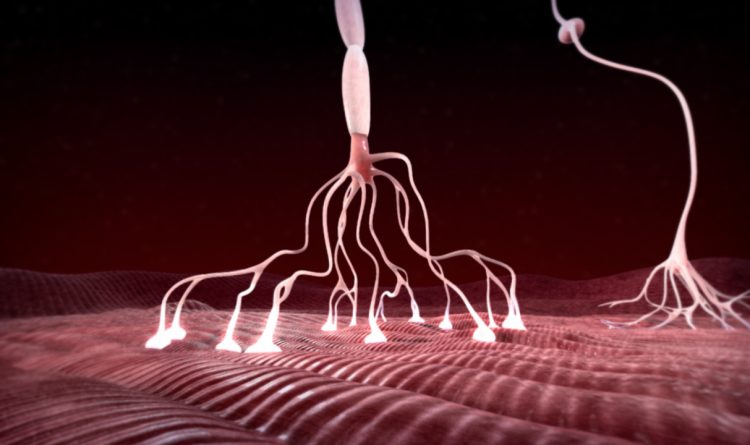 Neuromuscular
