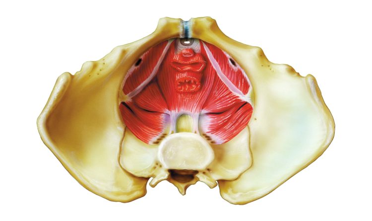 Pelvic Floor Muscles