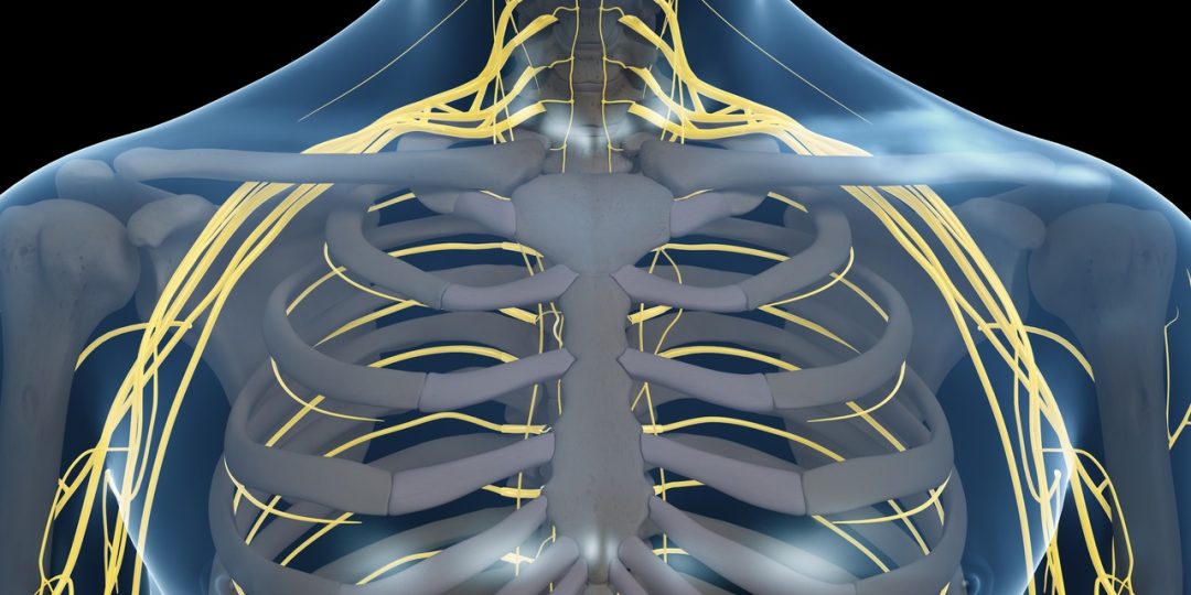 peripheral nerve